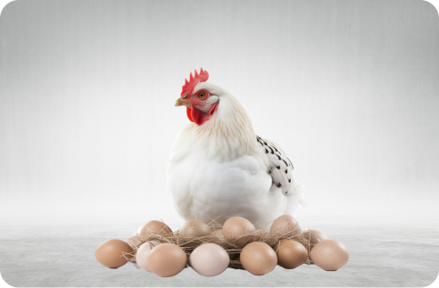Chicken & Eggs